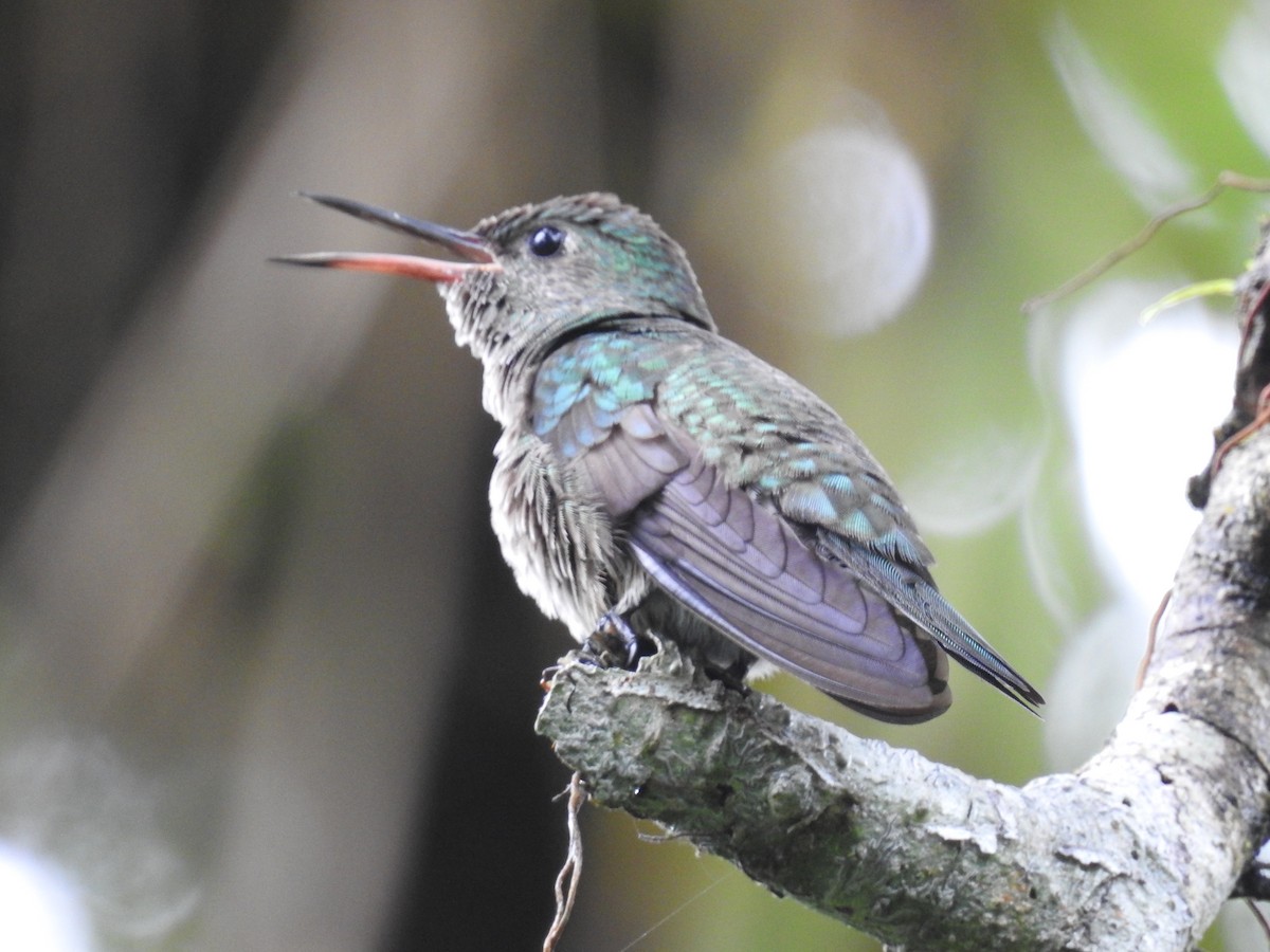 Scaly-breasted Hummingbird - ML647447768
