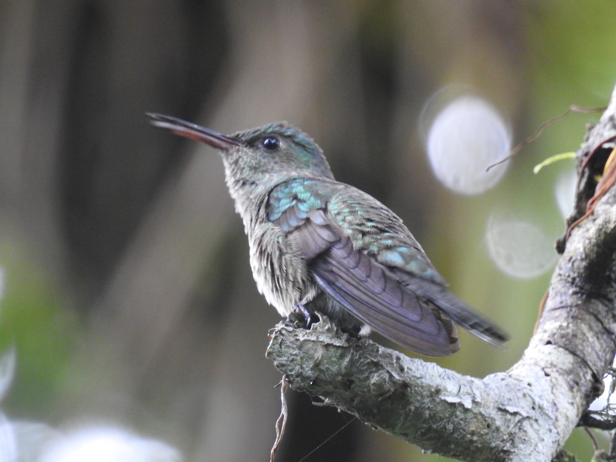 Scaly-breasted Hummingbird - ML647447769