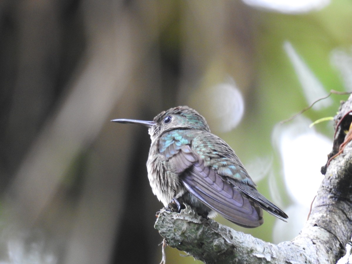 Scaly-breasted Hummingbird - ML647447770