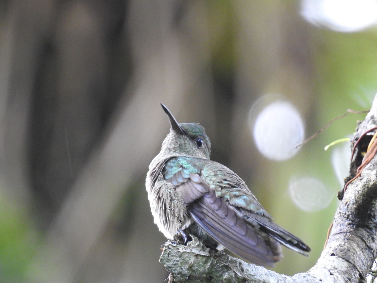 Scaly-breasted Hummingbird - ML647447771