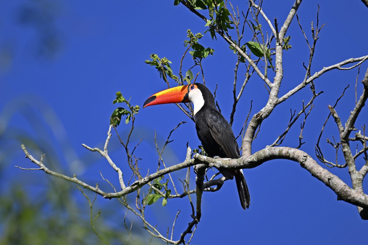Toco Toucan - ML647447777