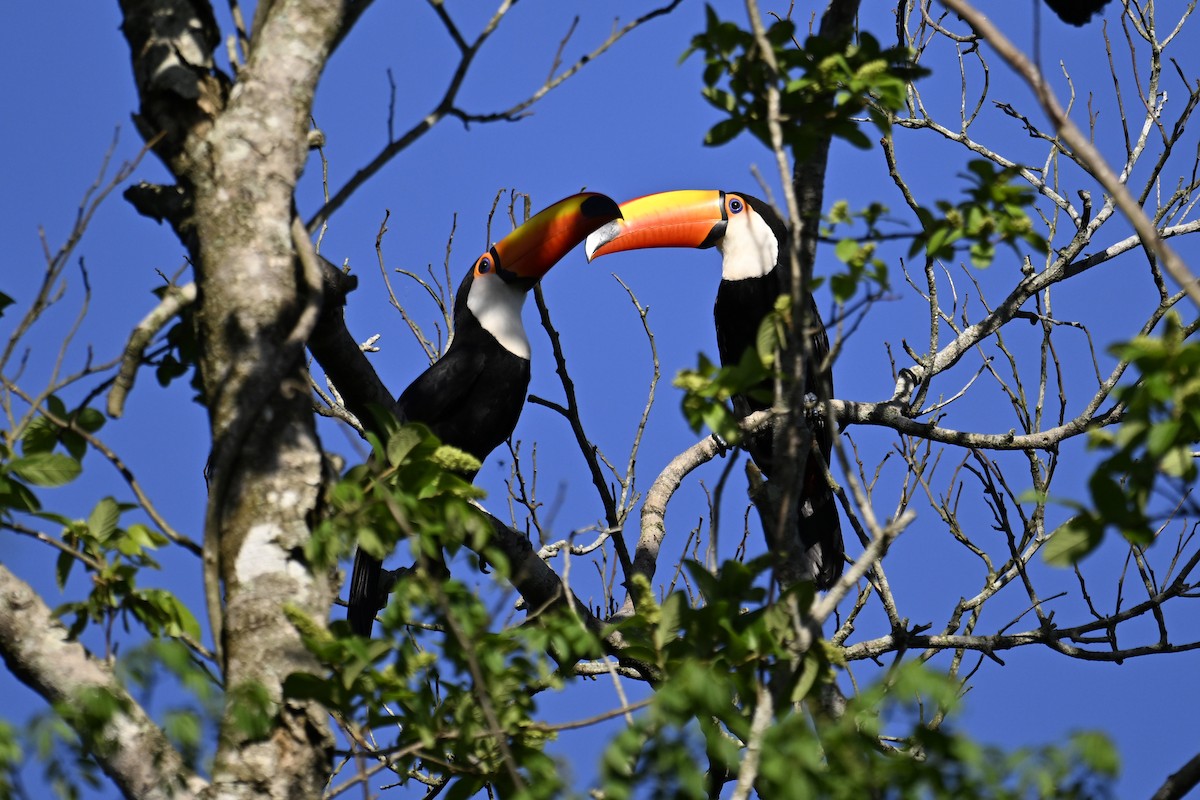 Toco Toucan - ML647447778