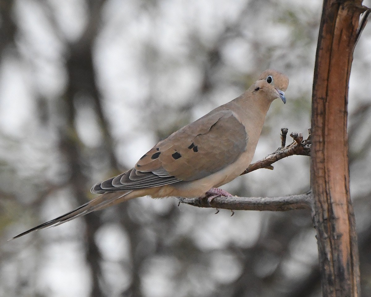 Mourning Dove - ML647447781