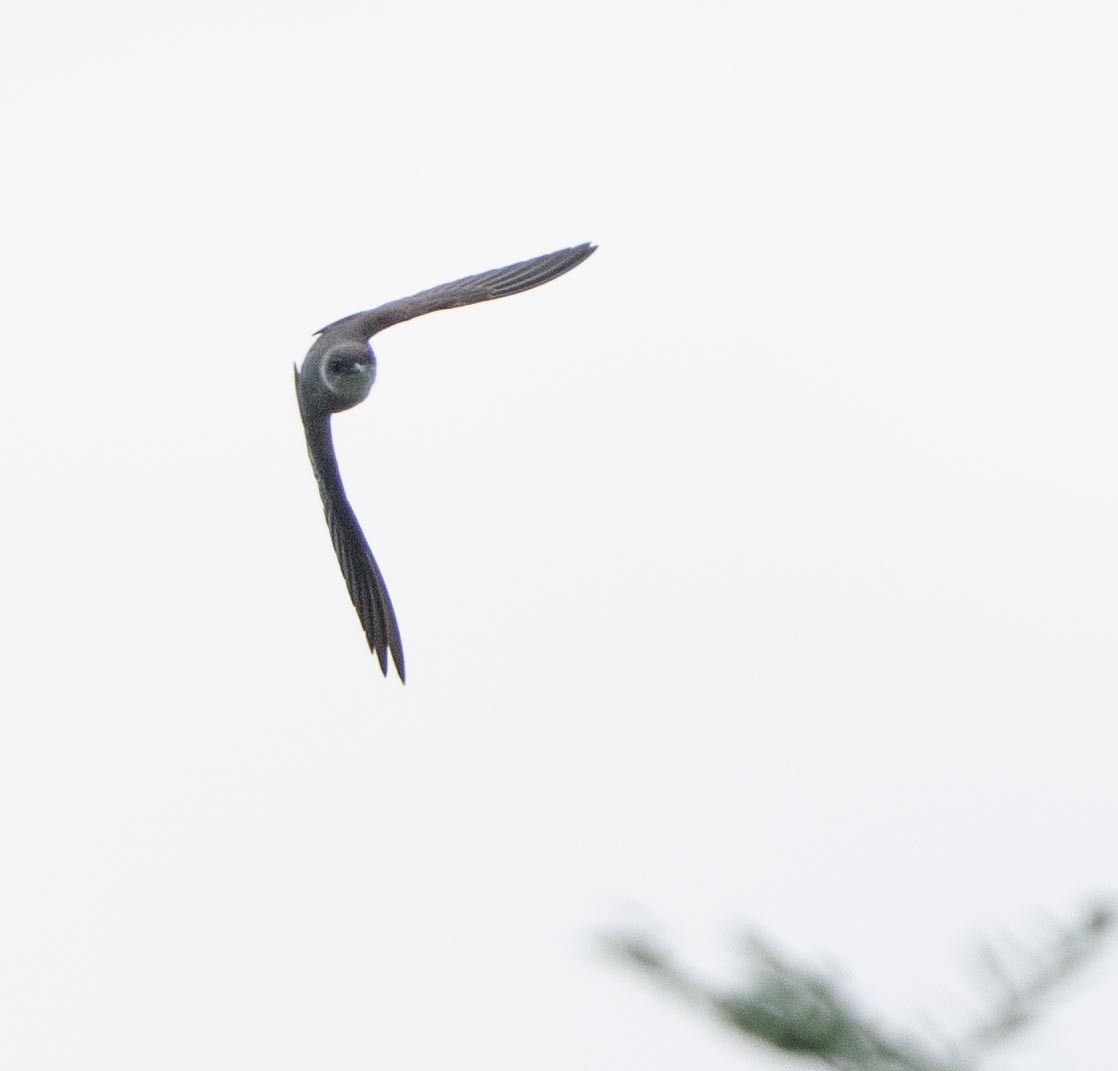 Bank Swallow - ML647447796