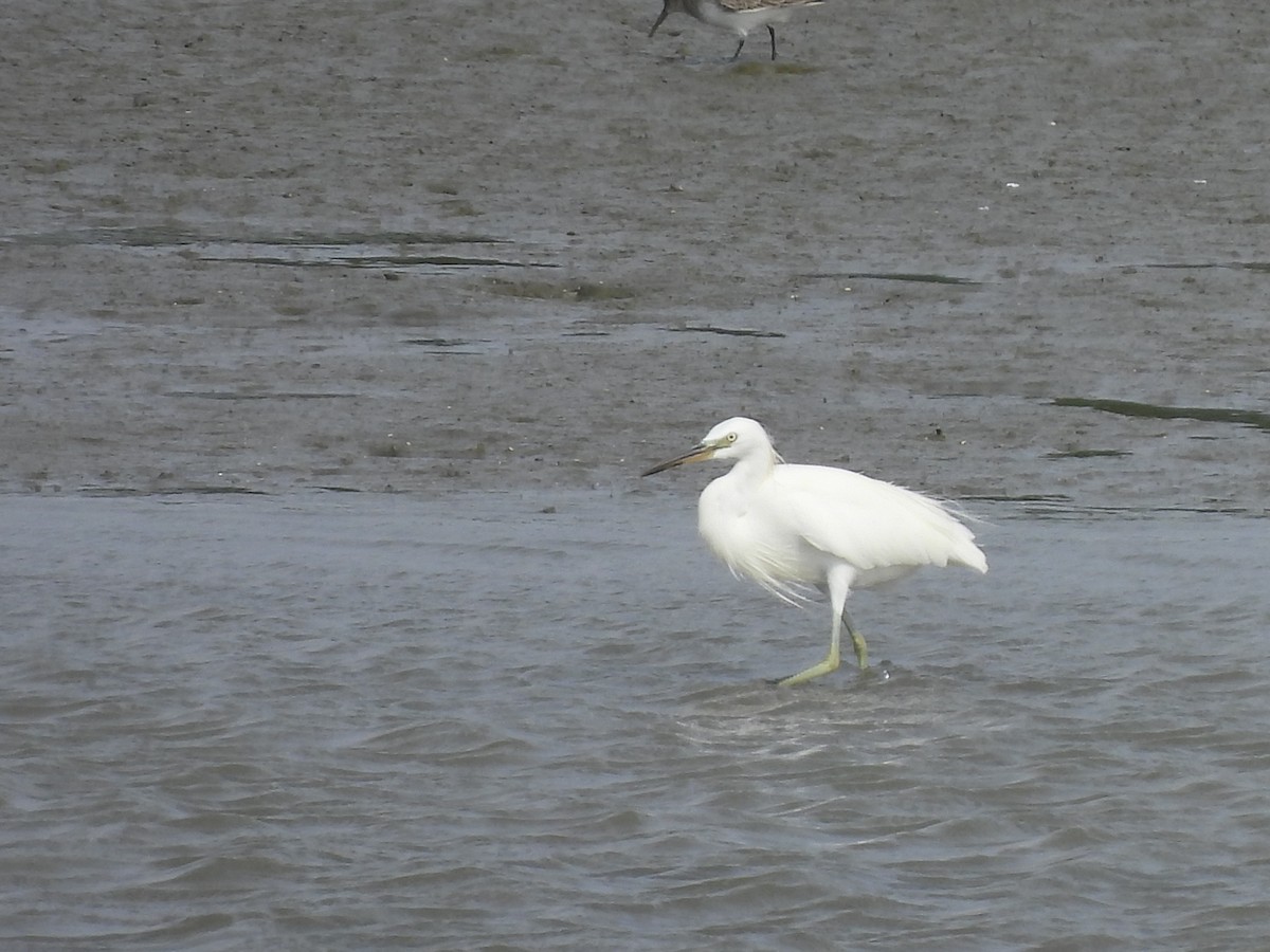 Chinese Egret - ML647447808