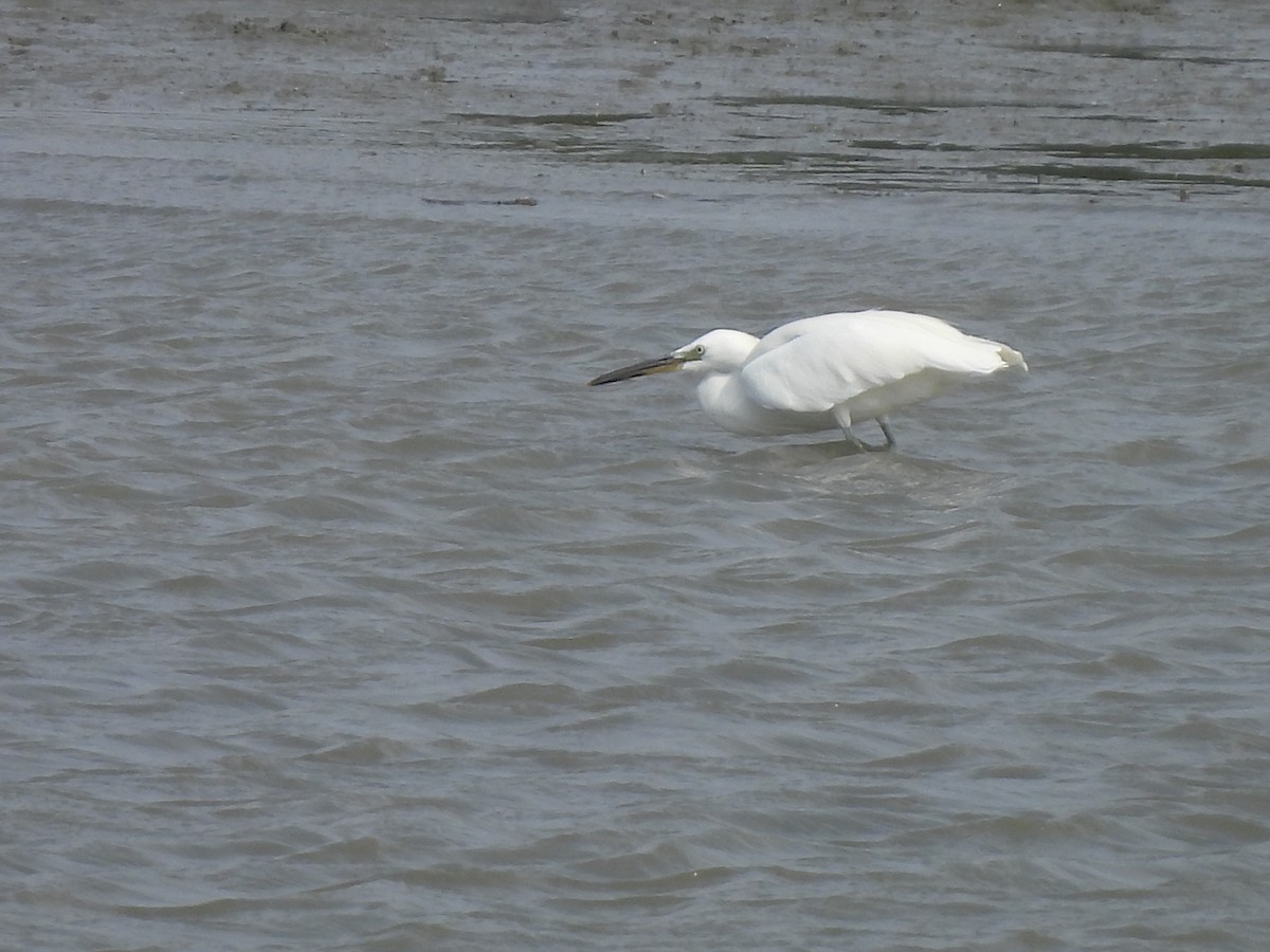 Chinese Egret - ML647447809
