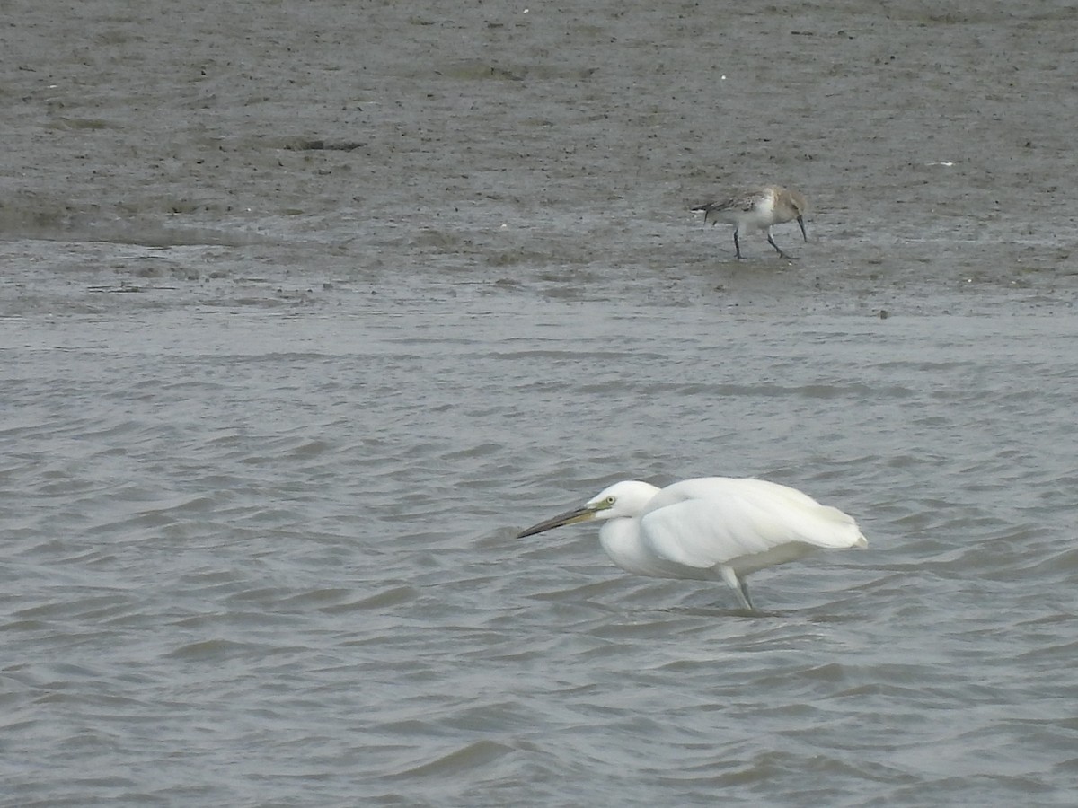 Chinese Egret - ML647447810