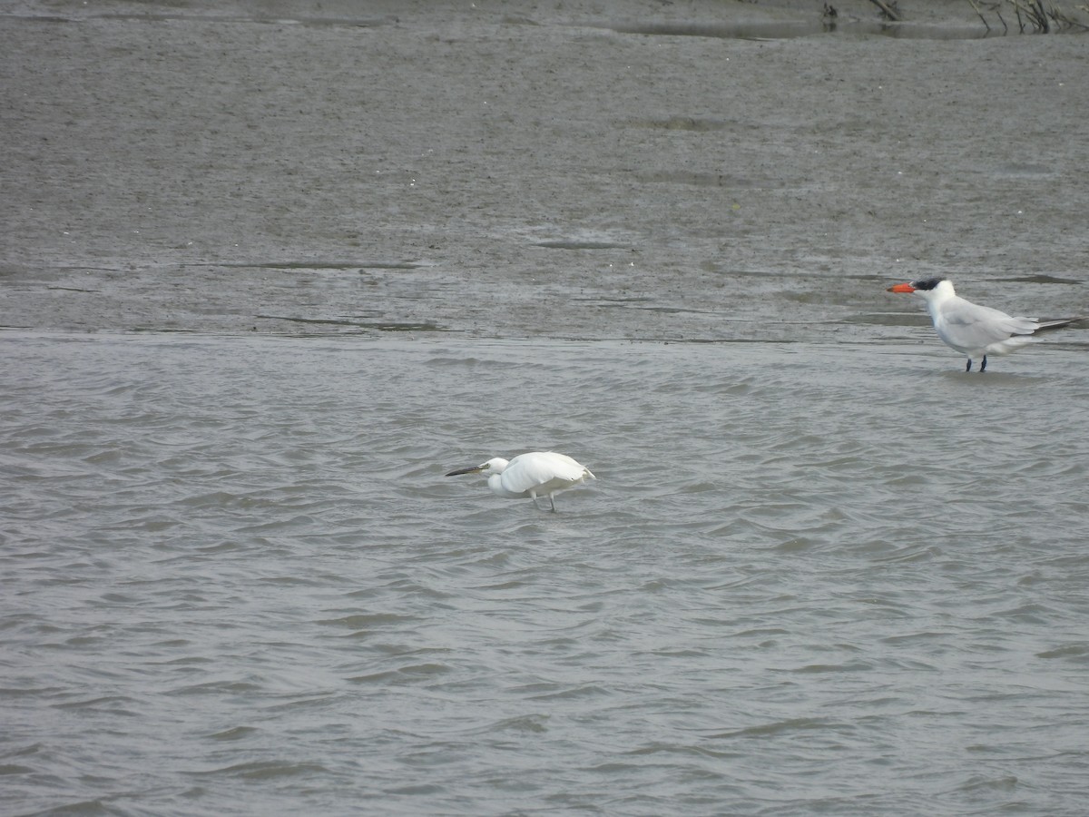 Chinese Egret - ML647447811