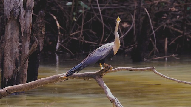 Змієшийка американська - ML647447819