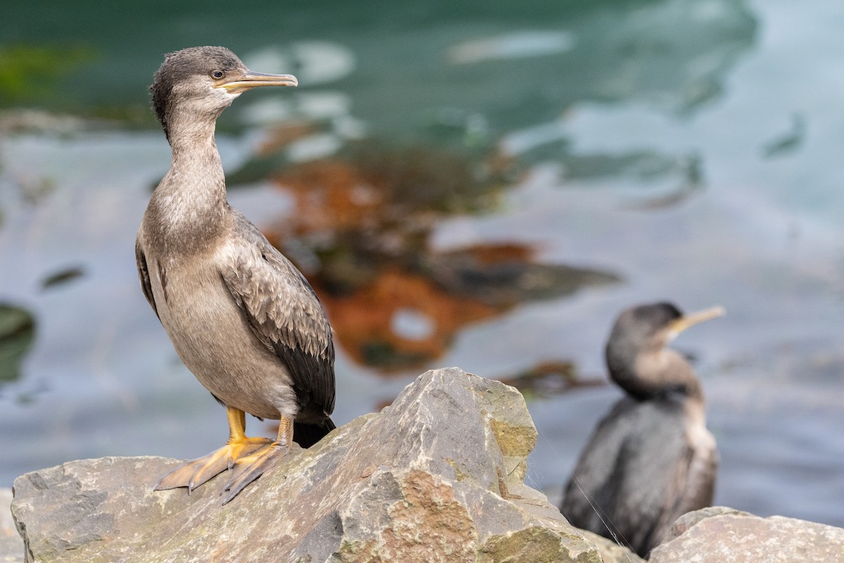 Pitt Island Shag - ML647447823