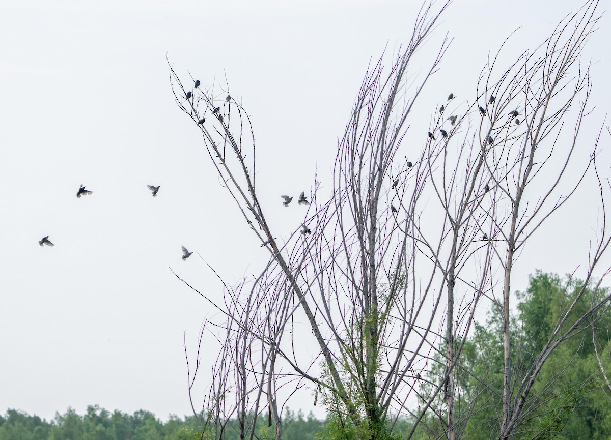 European Starling - ML647447832