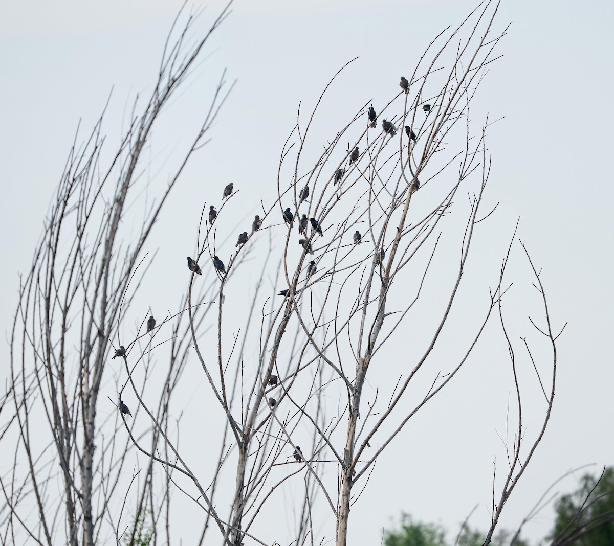 European Starling - ML647447833