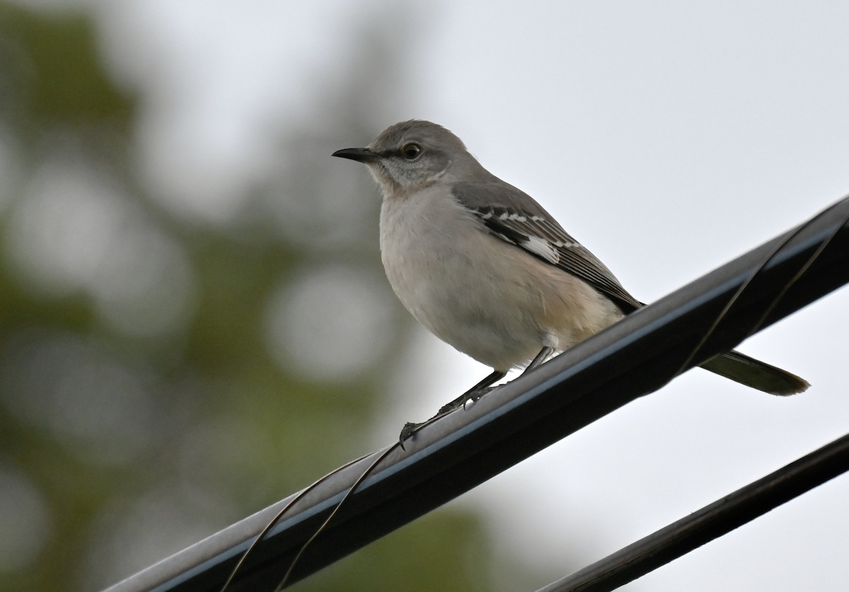 Gartenspottdrossel - ML647447836