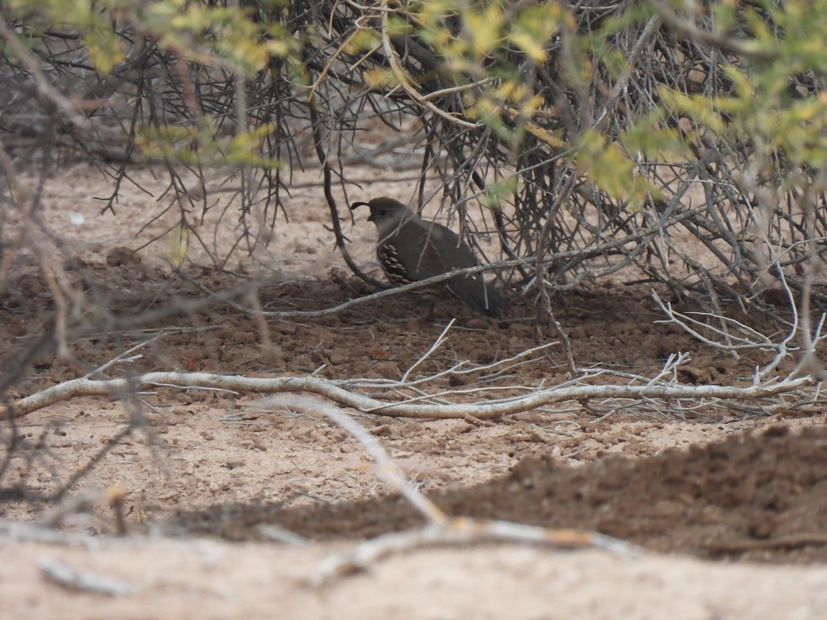 Gambel's Quail - ML647447840