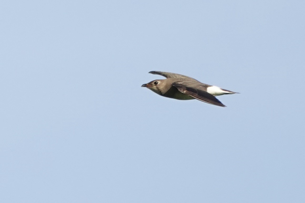 Oriental Pratincole - ML647447841