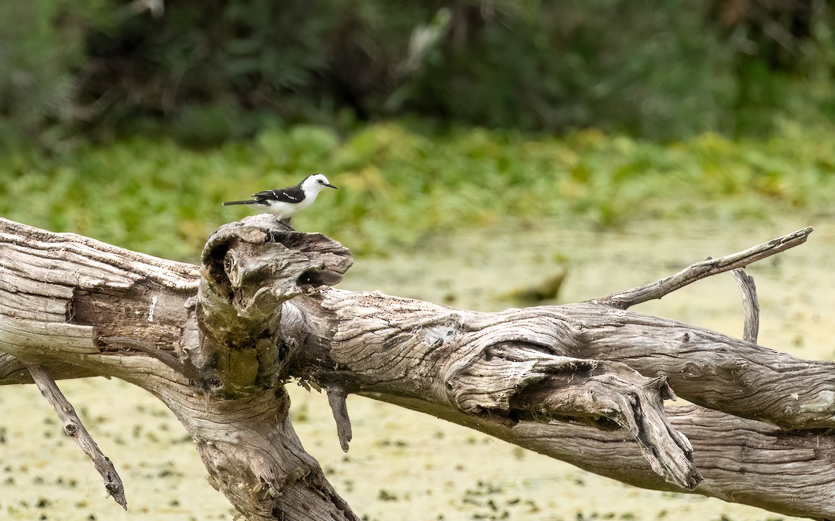 Black-backed Water-Tyrant - ML647447842
