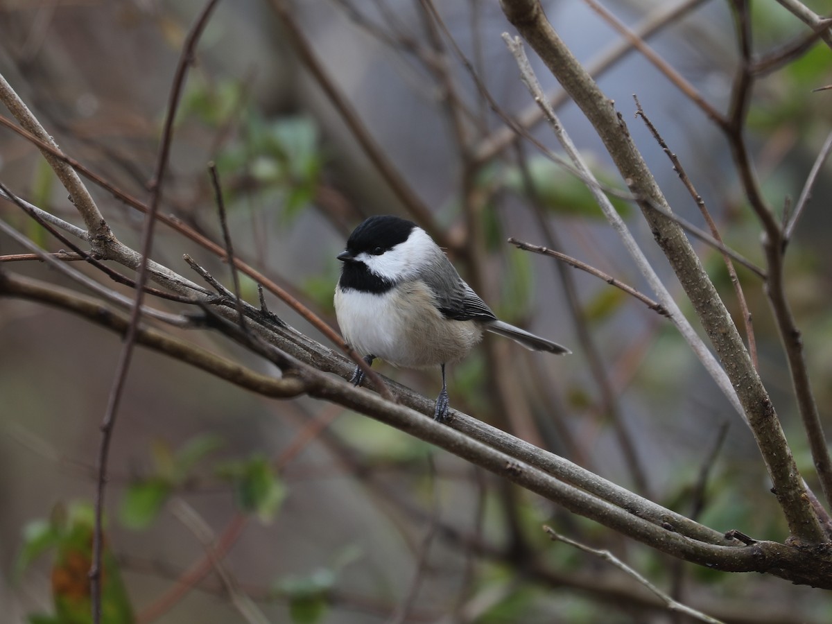 Carolina Chickadee - ML647447843