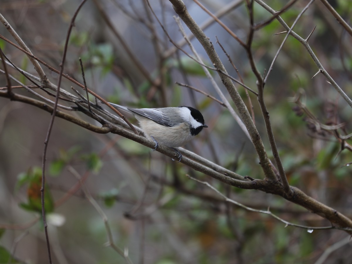 Carolina Chickadee - ML647447844