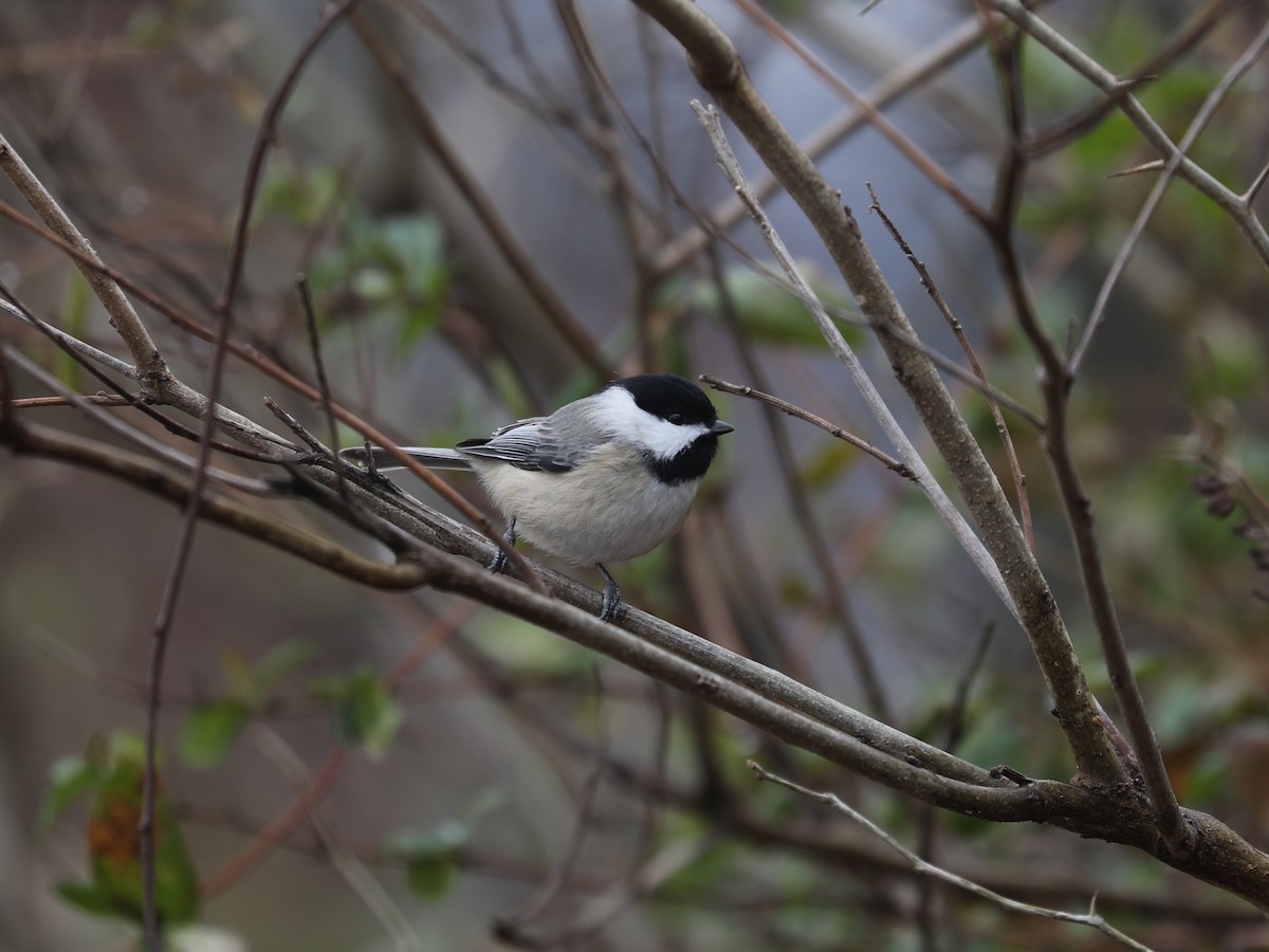 Carolina Chickadee - ML647447845