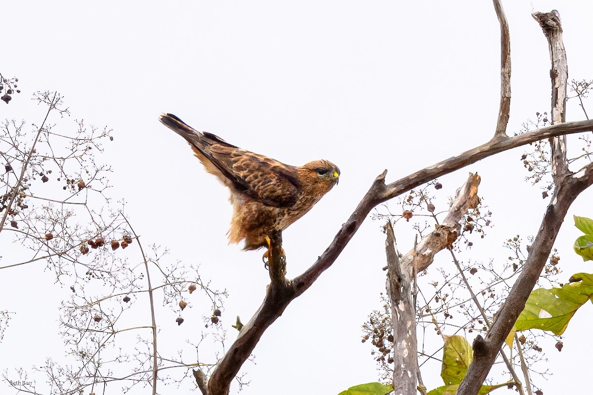Eastern Buzzard - ML647447847