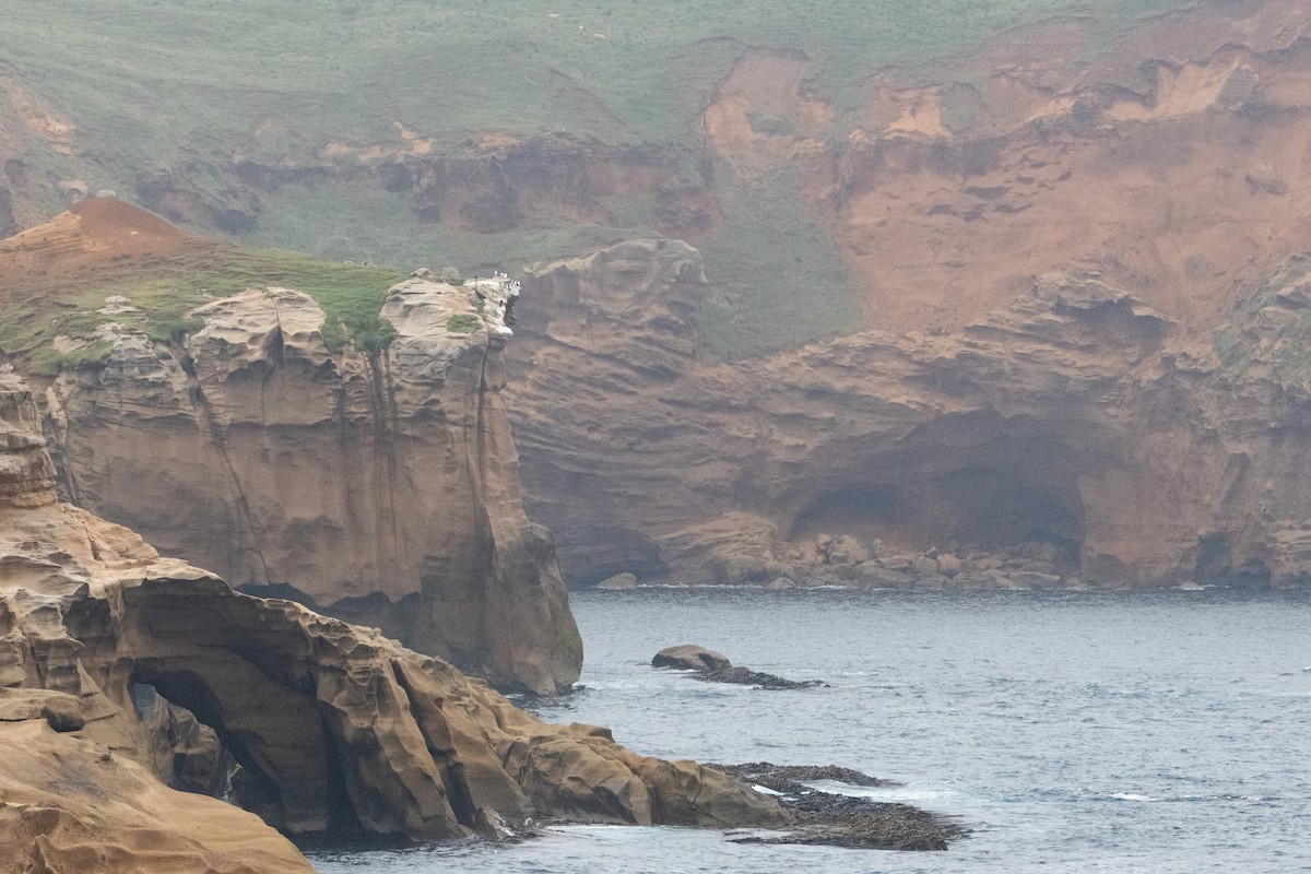 Chatham Islands Shag - ML647447848