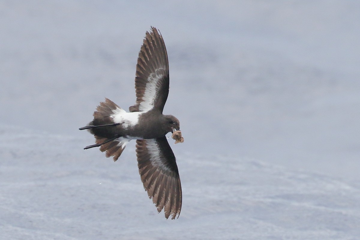 Black-bellied Storm-Petrel - ML647447850