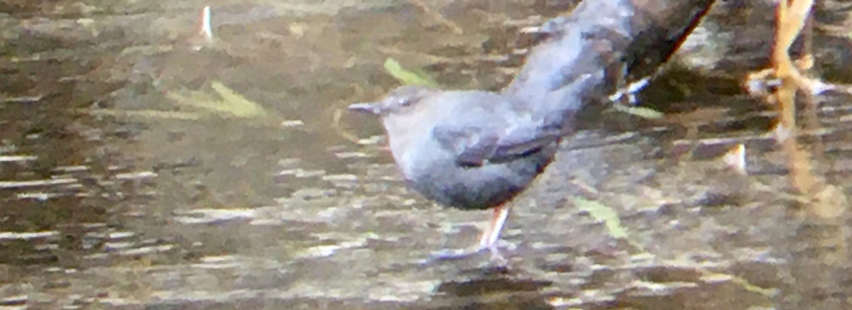 American Dipper - ML647447851