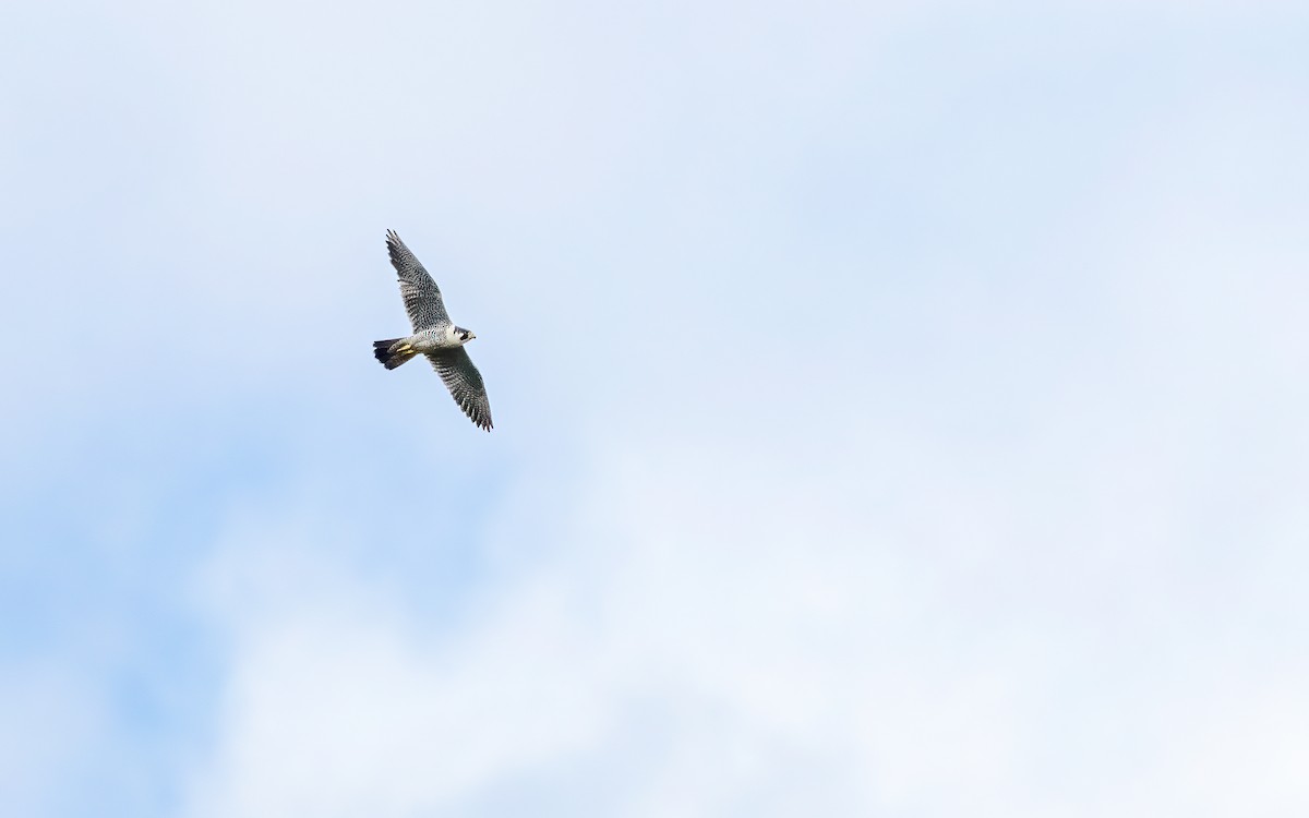 Peregrine Falcon - ML647447852