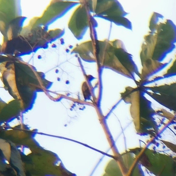 Жовна мала - ML647447854