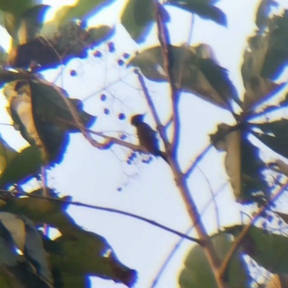 Жовна мала - ML647447855