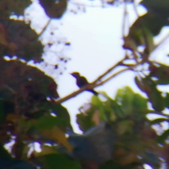 Жовна мала - ML647447856