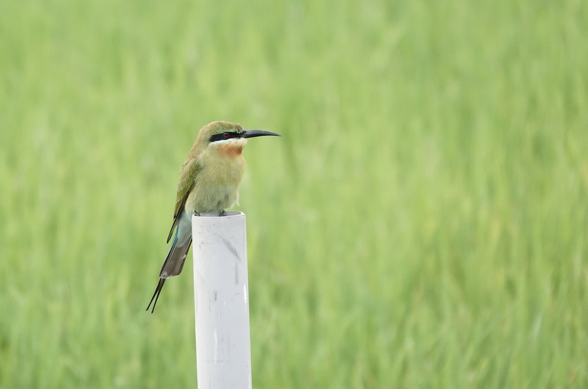 Blue-tailed Bee-eater - ML647447857
