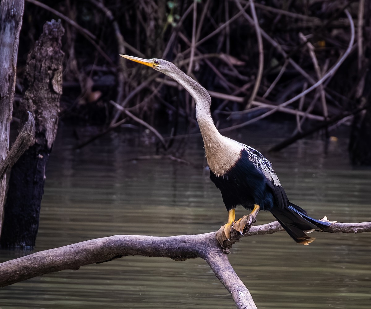 Anhinga - ML647447859