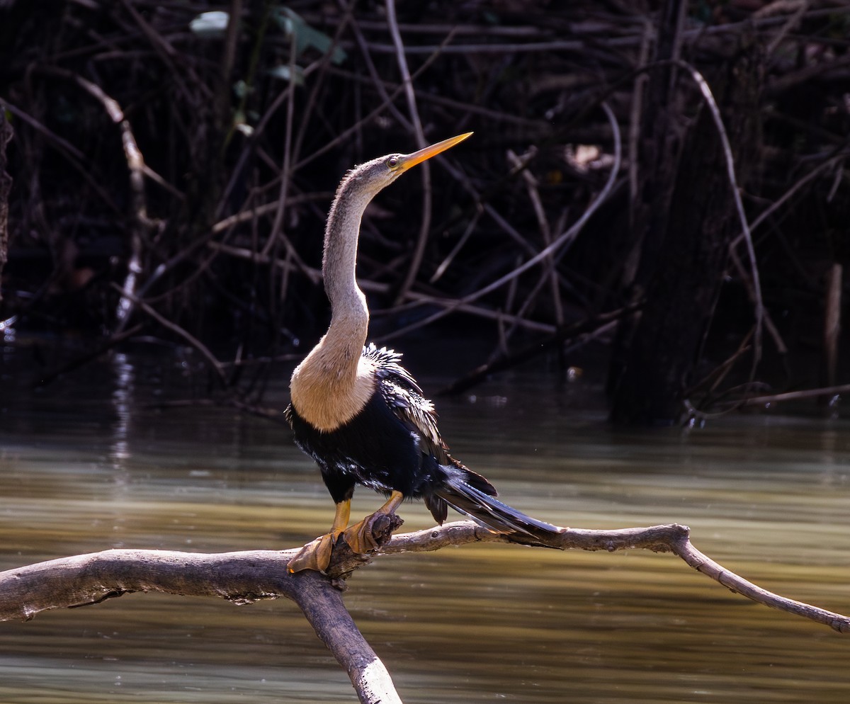 Anhinga - ML647447862