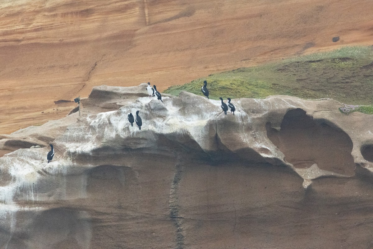 Chatham Islands Shag - ML647447865
