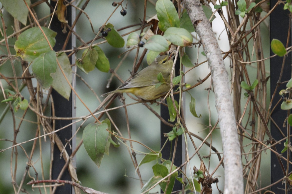 Orange-crowned Warbler - ML647447866