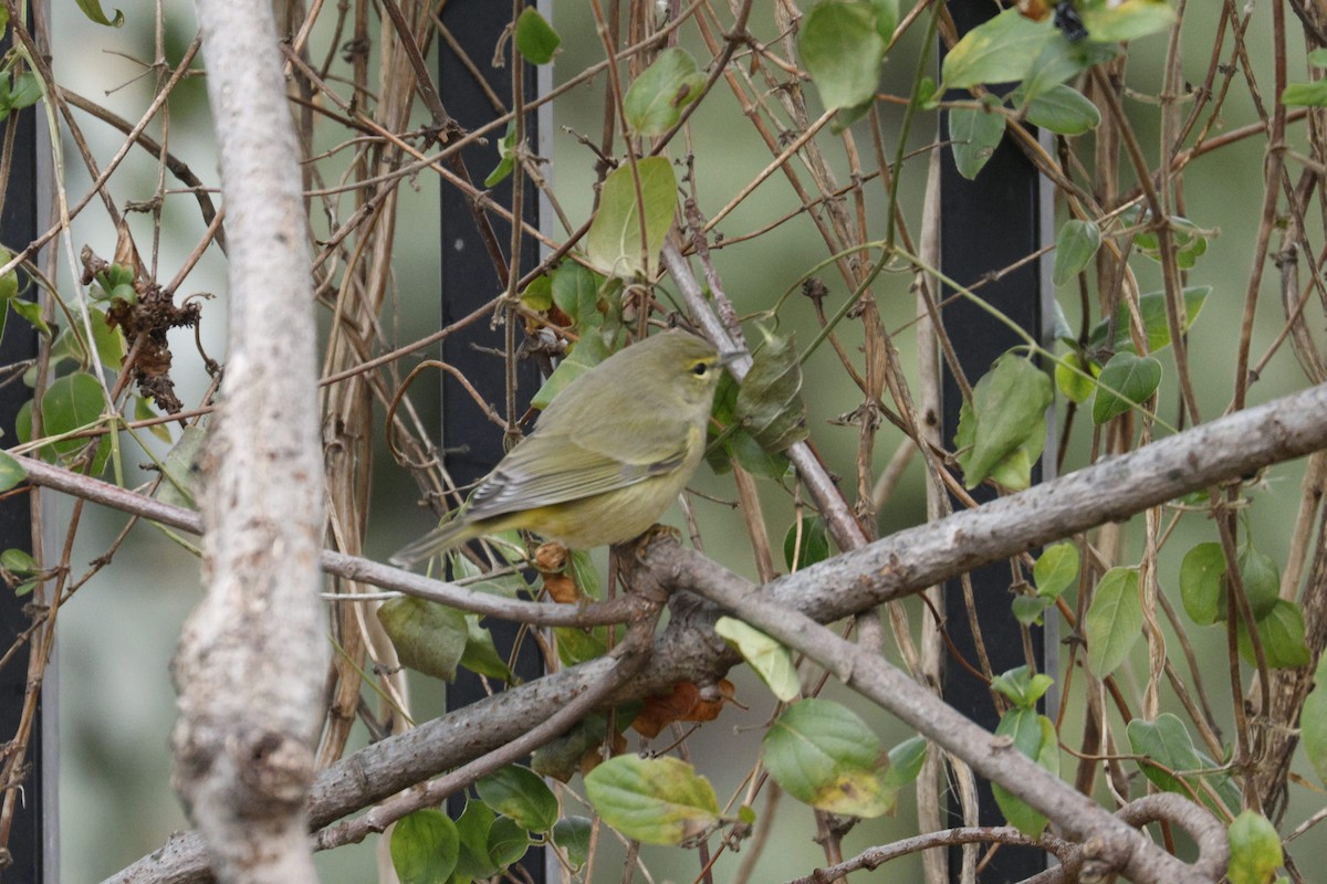 Orange-crowned Warbler - ML647447867