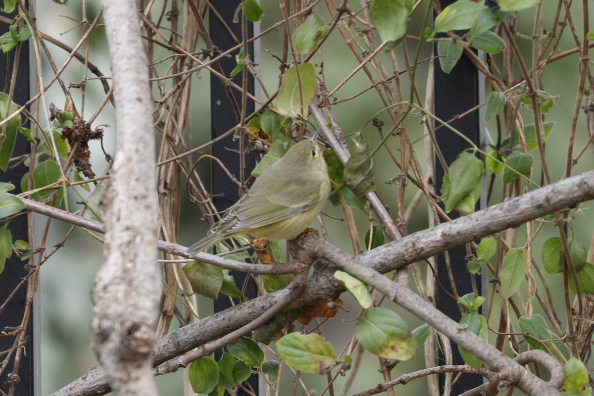 Orange-crowned Warbler - ML647447868
