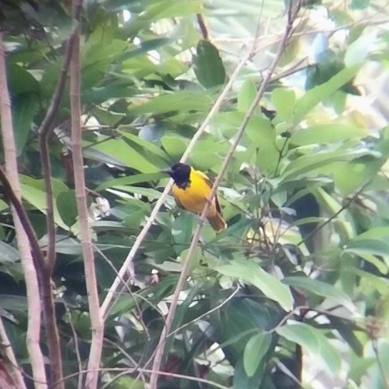 Black-hooded Oriole - ML647447869