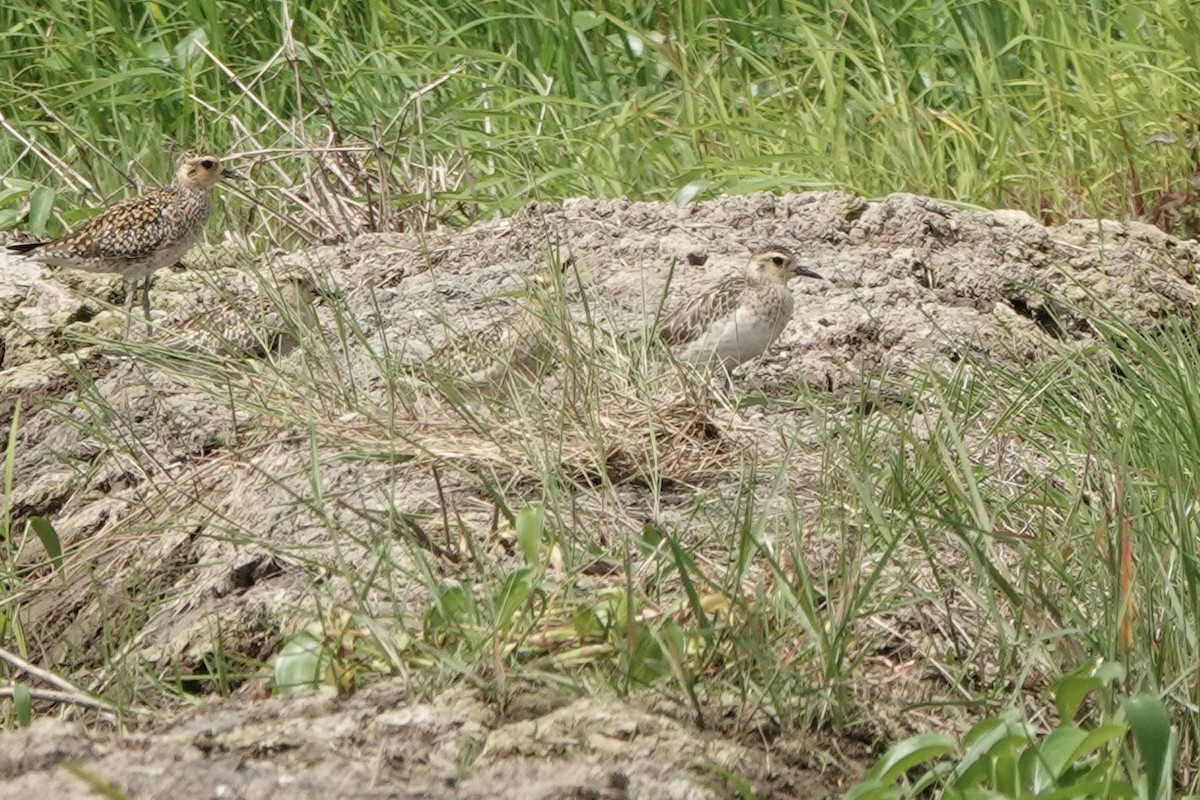 Pacific Golden-Plover - ML647447870