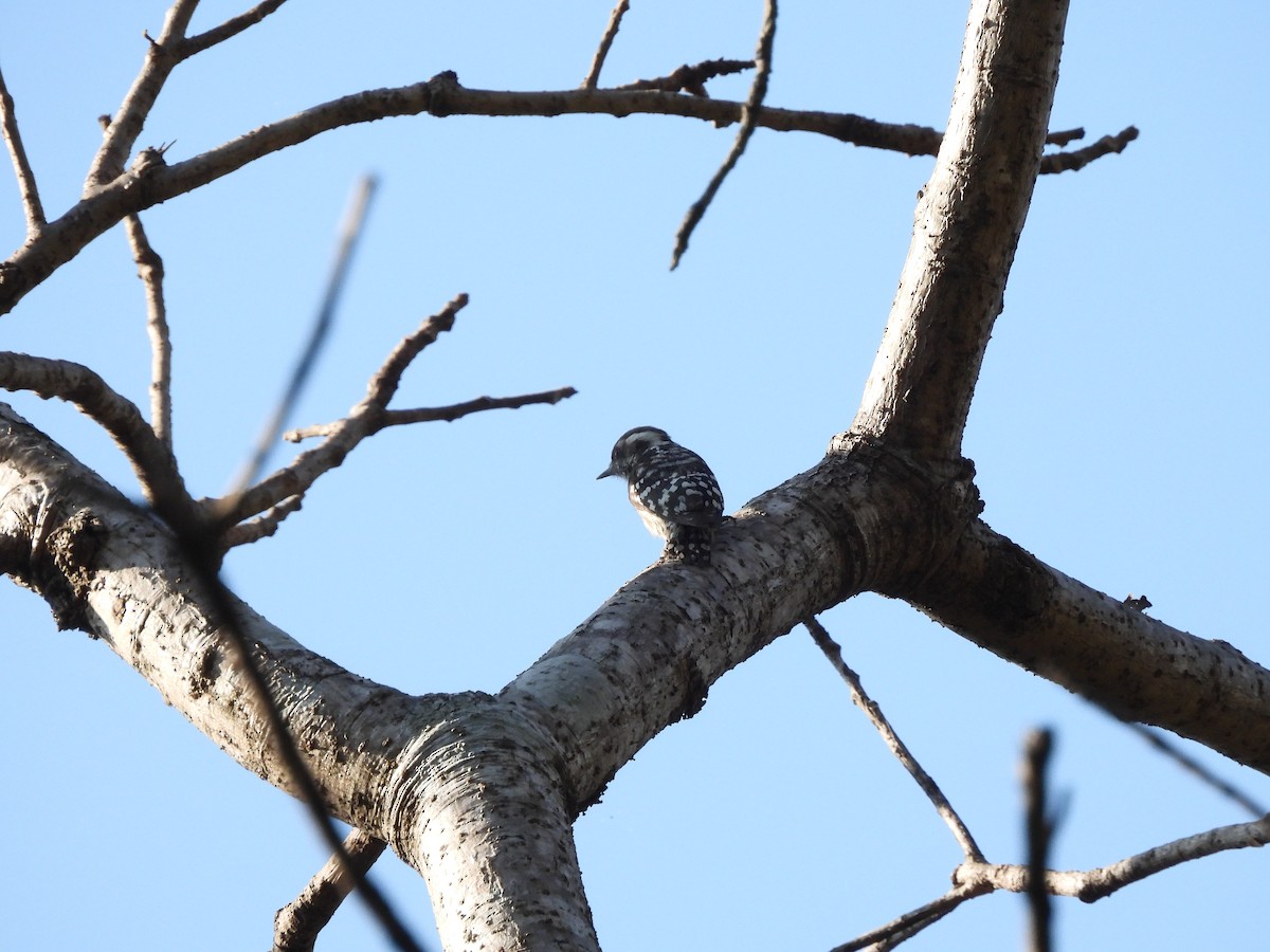 Brown-capped Pygmy Woodpecker - ML647447871