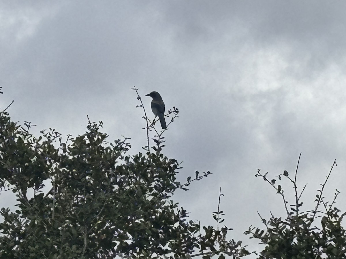 Florida Scrub-Jay - ML647447879