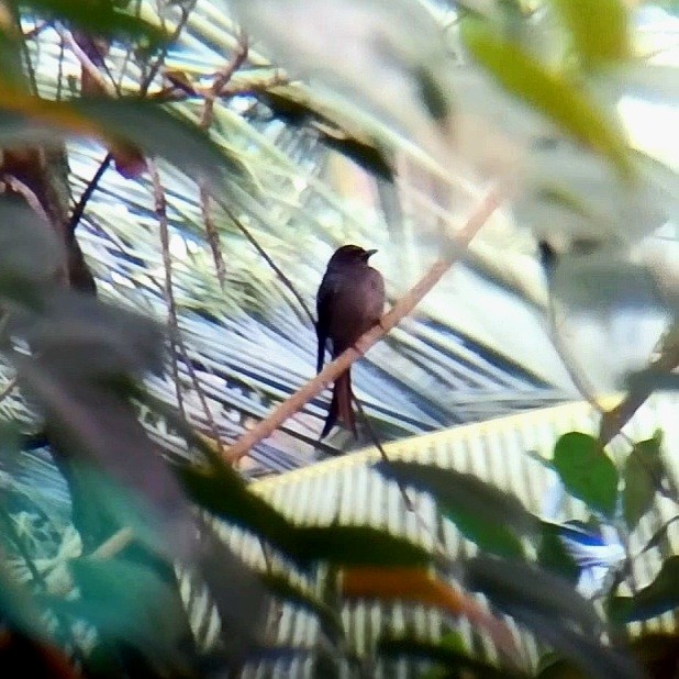 Ashy Drongo - ML647447881