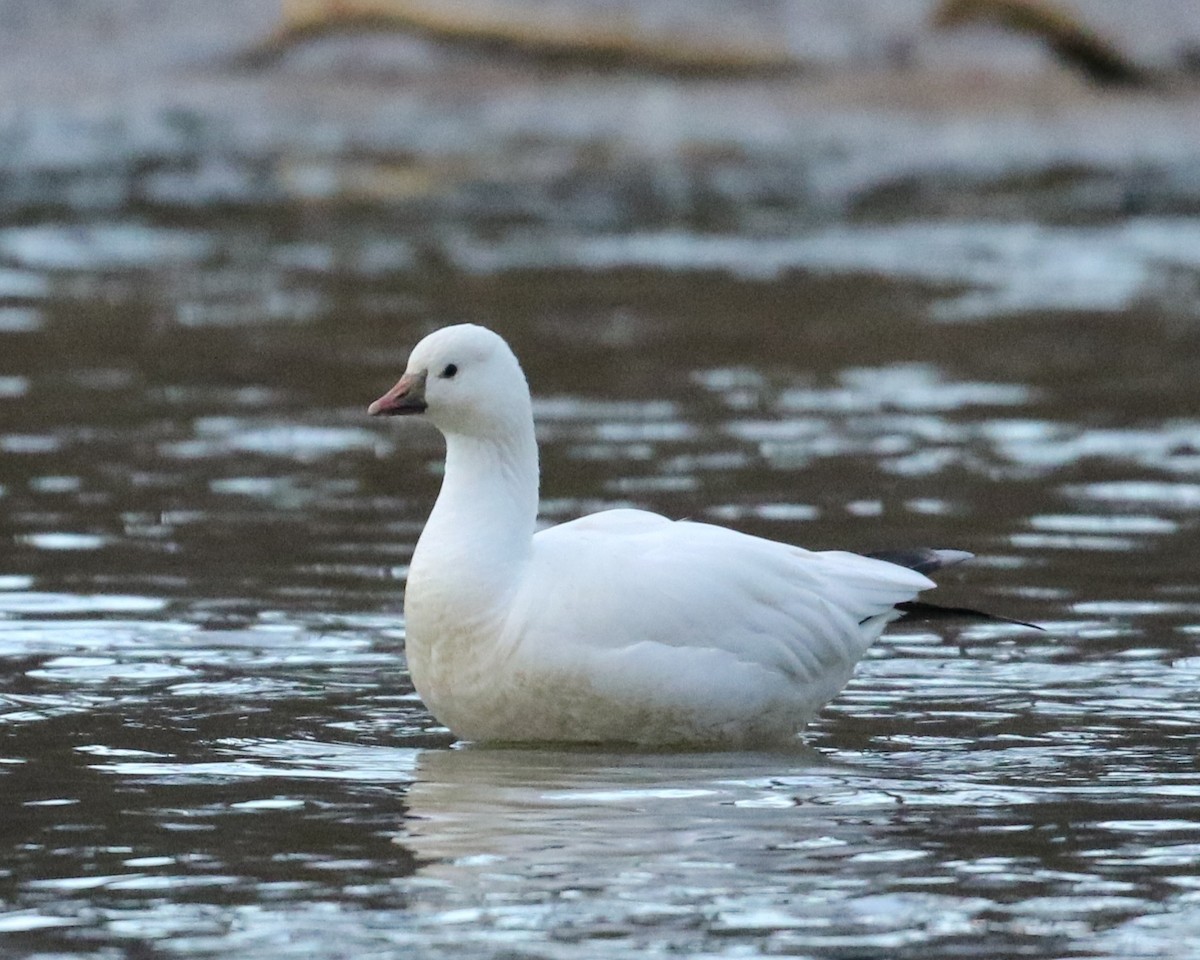 Ross's Goose - ML647447886