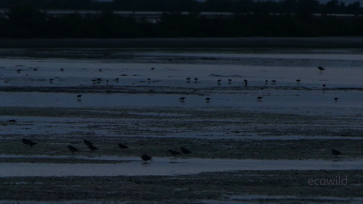 Common Greenshank - ML647447888