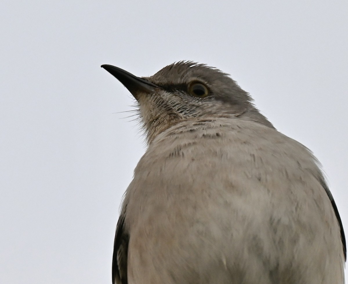 Gartenspottdrossel - ML647447897