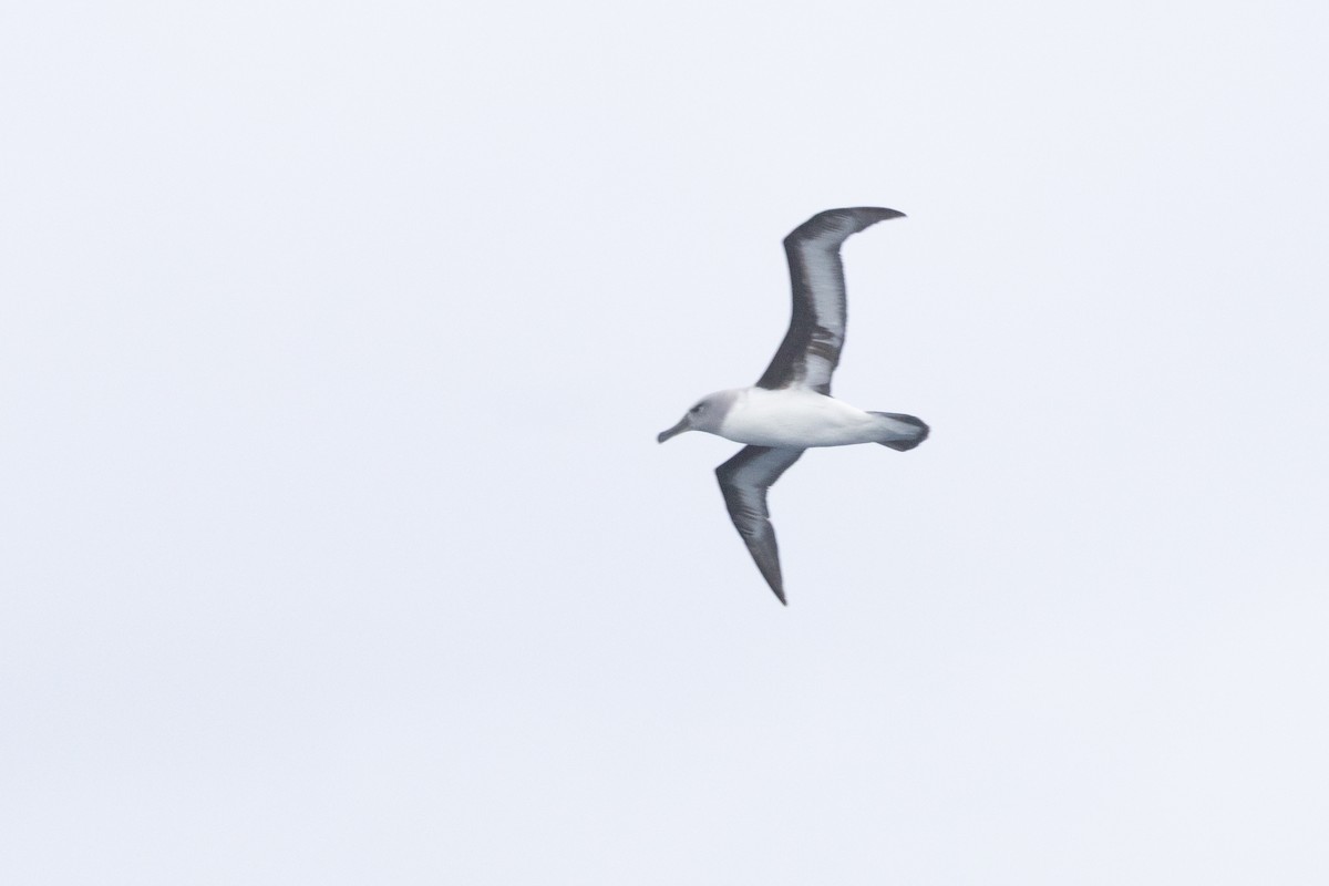 Albatros burugrisa - ML647447907