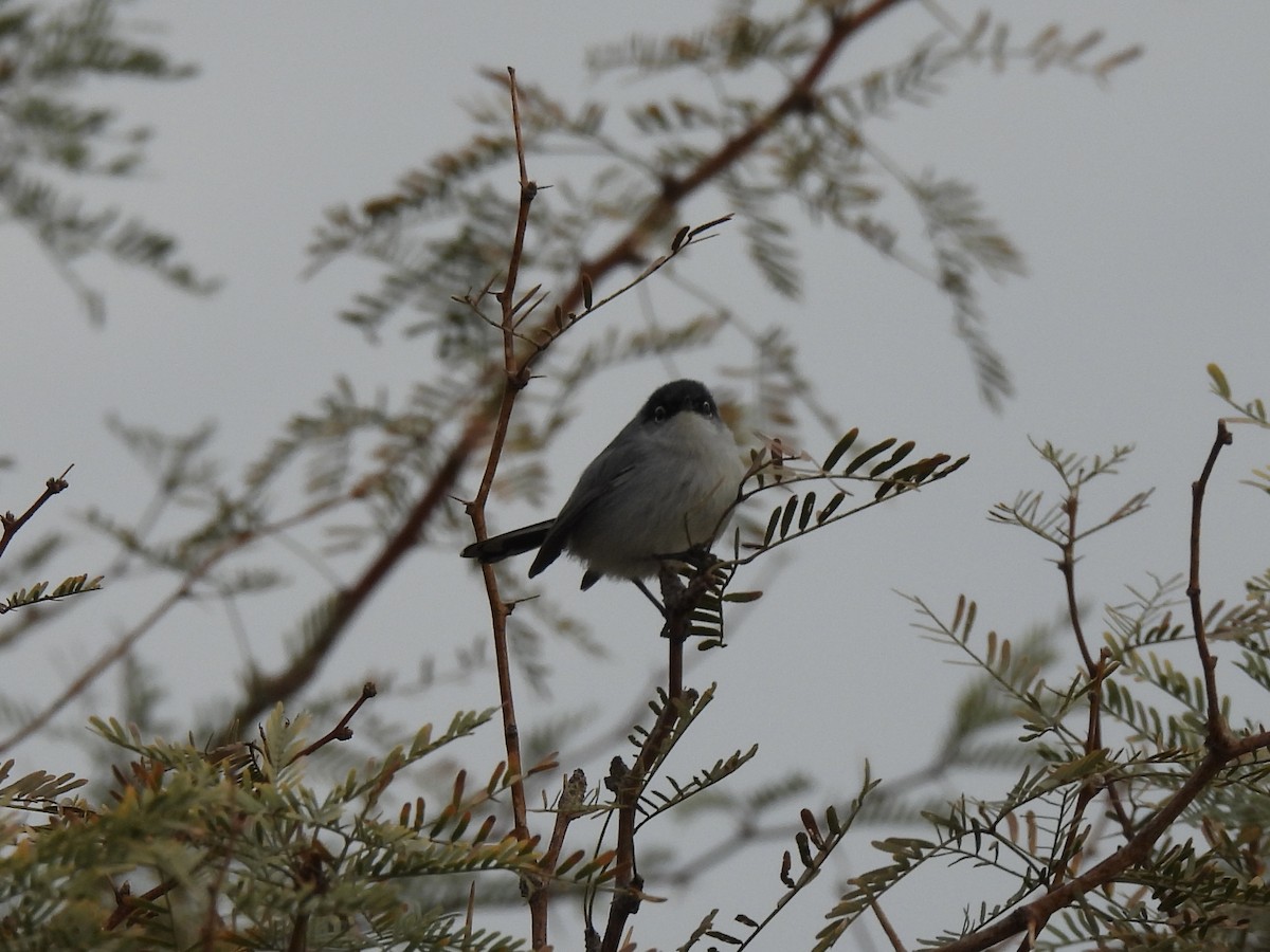 Black-tailed Gnatcatcher - ML647447915