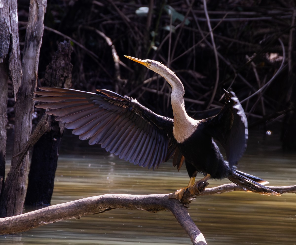 Anhinga d'Amérique - ML647447919