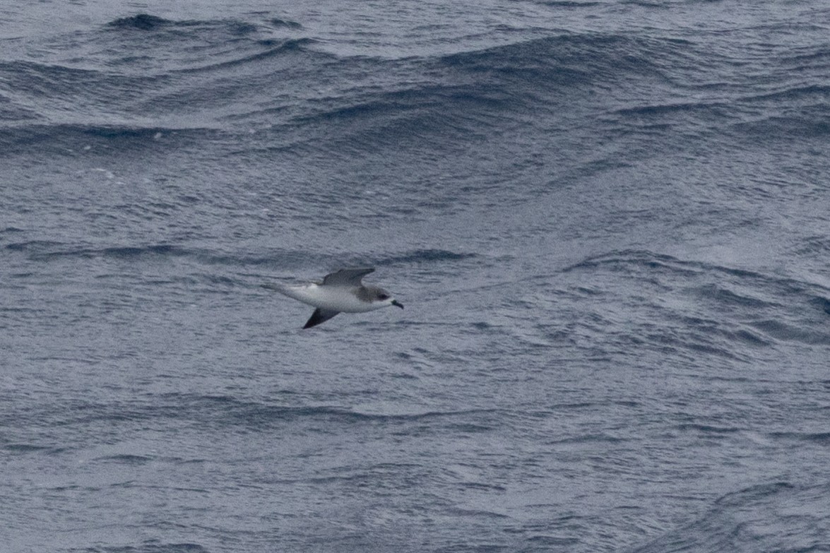 Cookilaria petrel sp. - ML647447920